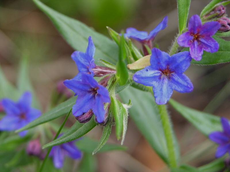 Aegonychon purpurocaeruleum (=Buglossoides purpurocaerulea) / Erba perla azzurra